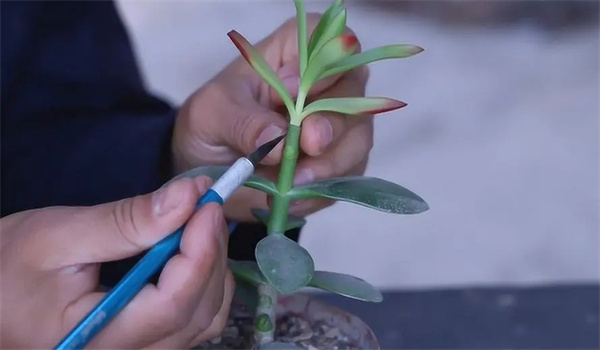 多肉植物的嫁接