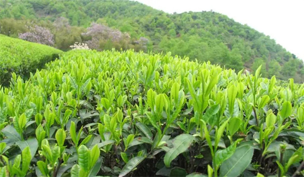 茶树适合生长在什么地区