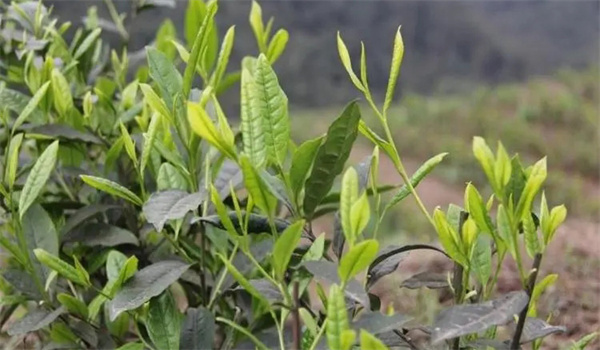 茶树品种与茶叶品质有何关联