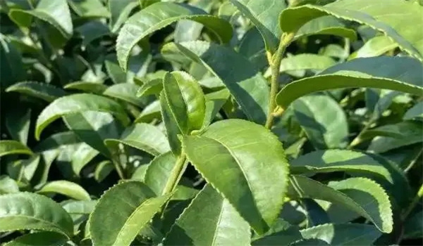 茶树树种包含哪些
