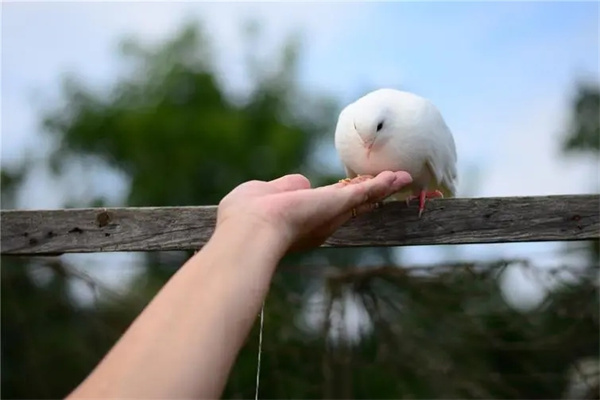 观赏鸟过冬防便秘