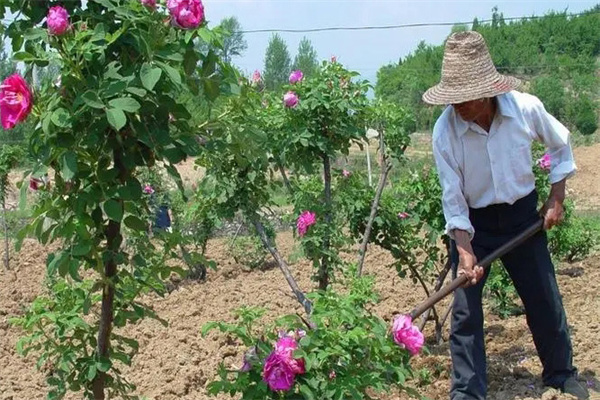 如何让牡丹在春节开花