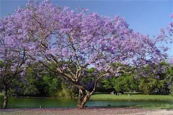 庭院中可种植的夏花植物