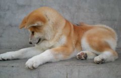 日本秋田犬好养吗？秋田犬怎么养？