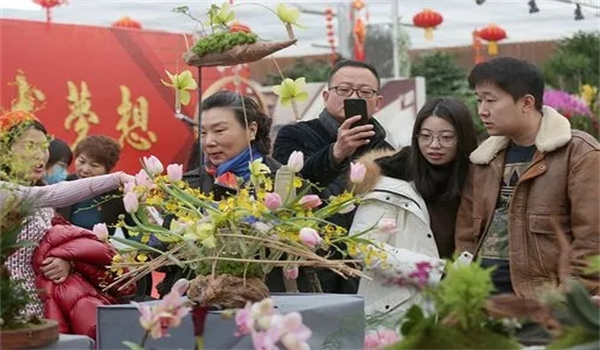 春节巧选花卉扮居室