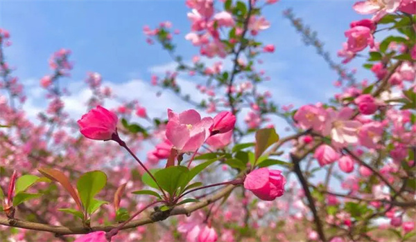 春天种什么花