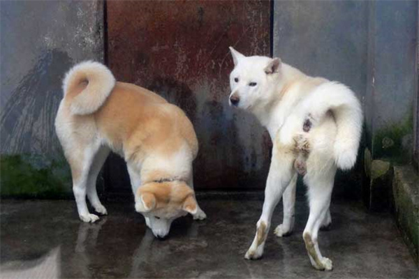 秋田犬的饲养注意