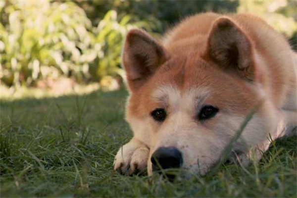 日本秋田犬怎么养